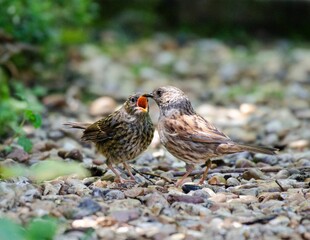 A baby Dunnock being Fed