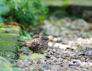 A Dunnock chick on the ground