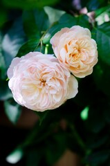 A pair of pink climing roses