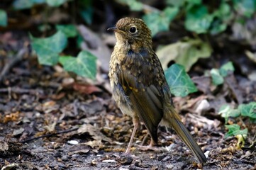 A young Robin that has not developed red feathers