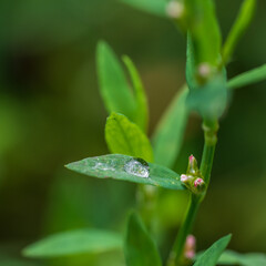 Closeup of a green leaf with a water droplet