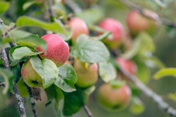 Selective focus of apples hanging on a tree branch