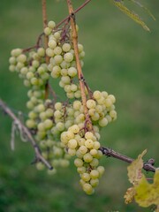 Vertical shot of fresh organic grapes on vine branch