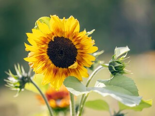 Closeup shot of a sunflower with blurry background