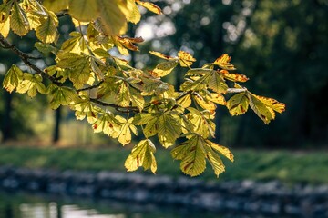 Closeup shot of autumn leaves on a tree