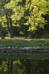 Beutiful view of a maple tree near the river at daytime in autumn