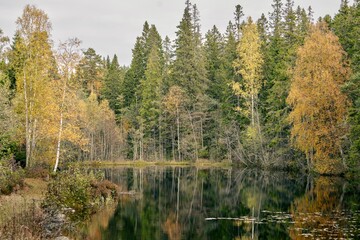 Fototapeta na wymiar Scenic shot of yellow and green tall trees surrounding a still pond on a beautiful autumn day