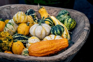 Closeup of harvested pumpkin fruit