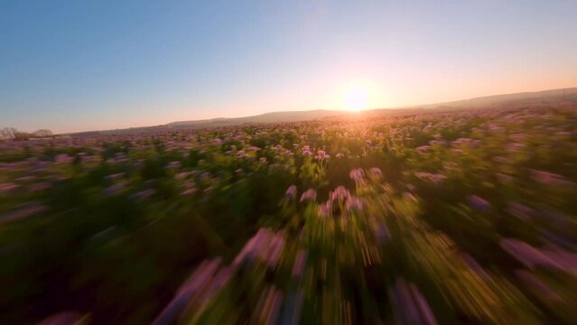 FPV full speed drone shot over a field of phacelia flowers during sunset in Germany
