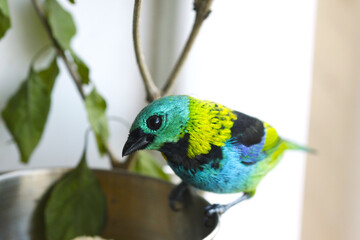 colorful bird with suspicious look