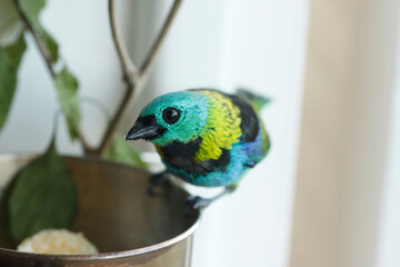 colorful bird with suspicious look