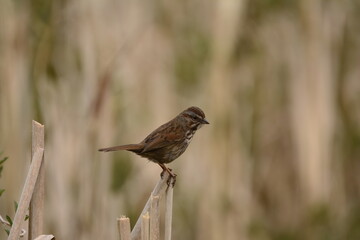 Song Sparrow on marsh grass