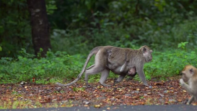 A mother long tailed macaque macaca fascicularis carrying her baby macaque in a roadside at Taman Nasional baluran National Park Situbondo
