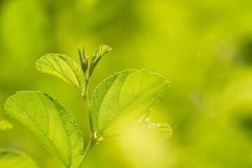 Closeup of the vibrant green leaves of a plant