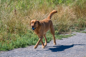 Beautiful little labrador walking joyfully with a blue ball in its mouth in an off-leash area