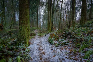 Road covered by snow and falling leaves between mossy trees In Upper Luther Burbank Park