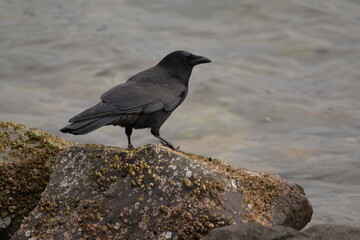 American Crow on a rock