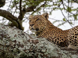 Naklejka premium Portrait of a leopard lying on a massive branch in Serengeti National Park, Tanzania