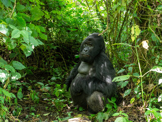 Adult gorilla with grass in its mouth in Virunga National Park