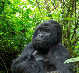 Portrait of a gorilla in Virunga National Park