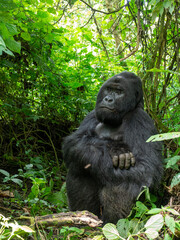 Vertical shot of an adult gorilla in Virunga National Park