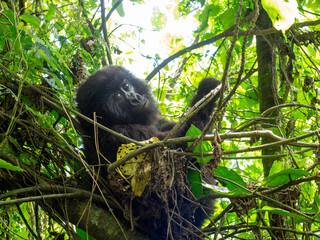 Young gorilla on a tree in Virunga National Park, Democratic Republic of the Congo