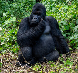 Closeup shot of an adult gorilla in Virunga National Park, Democratic Republic of the Congo