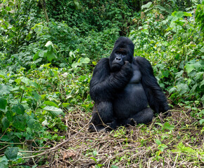 Adult gorilla in Virunga National Park, Democratic Republic of the Congo © Marcos Martinez De Irujo/Wirestock Creators