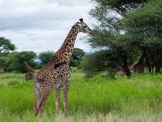 Adult giraffe eating leaves from a tree top on a green meadow in Serengeti National Park
