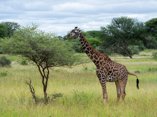 Adult giraffe eating leaves from a tree top on a green meadow in Serengeti National Park, Tanzania