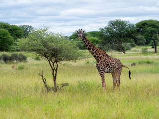 Adult giraffe on a green meadow in Serengeti National Park, Tanzania