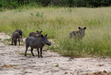 Group of common warthogs in Serengeti National Park, Tanzania