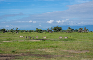 Fototapeta na wymiar Group of zebras drinking water from a pond in Serengeti National Park, Tanzania