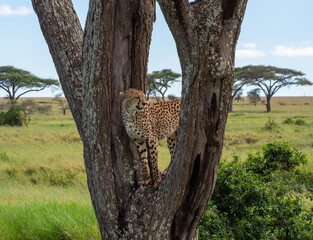 Cheetah standing on a tree and looking for prey in Serengeti National Park, Tanzania