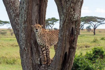 Cheetah standing on a tree and looking for prey in Serengeti National Park, Tanzania