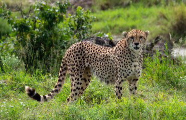 Cheetah on a meadow in Serengeti National Park, Tanzania