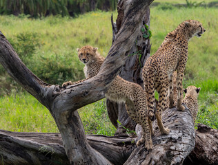 Coalition of cheetahs on a tree looking for prey in Serengeti National Park, Tanzania