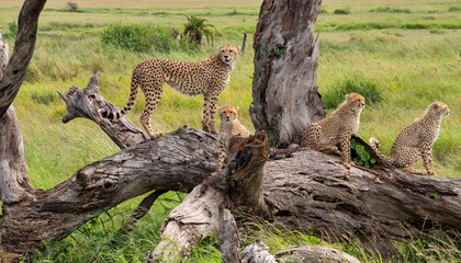 Coalition of cheetahs on a tree looking for prey in Serengeti National Park, Tanzania