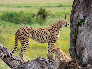Cheetahs around a tree and looking for prey in Serengeti National Park, Tanzania