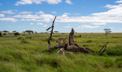 Coalition of cheetahs on a dry tree looking for prey in Serengeti National Park, Tanzania