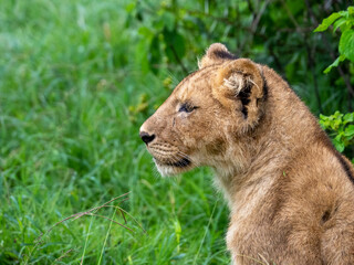 Side portrait of a lion cub in Serengeti National Park, Tanzania