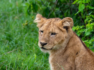 Fototapeta na wymiar Portrait of a lion cub in Serengeti National Park, Tanzania