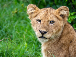 Obraz na płótnie Canvas Portrait of a lion cub in Serengeti National Park, Tanzania