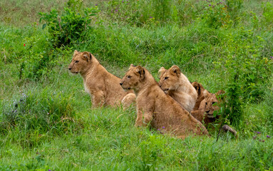 Group of lionesses hiding in the grass in Serengeti National Park, Tanzania