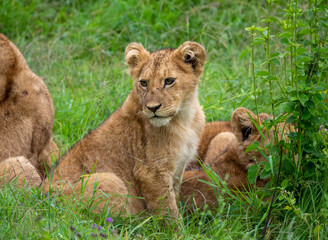Naklejka na ściany i meble Closeup shot of a lion cub in the grass with its pride in Serengeti National Park, Tanzania