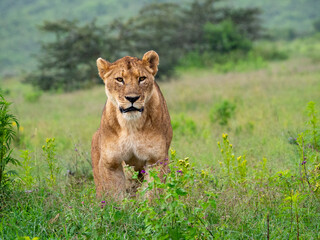 Lioness on a green meadow in Serengeti National Park, Tanzania