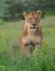 Fototapeta na wymiar Vertical shot of a lioness on a green meadow in Serengeti National Park, Tanzania