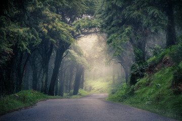 Illustration of a road in Sintra Moutains with trees on both sides
