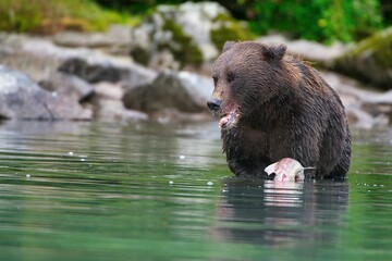 Alaskan Brown Bear (Ursus horribilis) in Lake Clark National Park Alaska