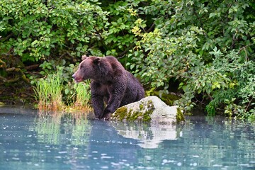 Front shot of an Alaskan brown bear sitting near the stone in Clark lake and looking side